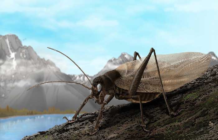 Cientistas recriam o cricrilar de um inseto desaparecido há 150 anos na tentativa de reencontrar espécie