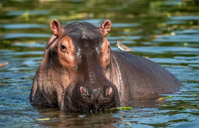 Os hipopótamos podem se tornar um dos animais mais ameaçados do mundo