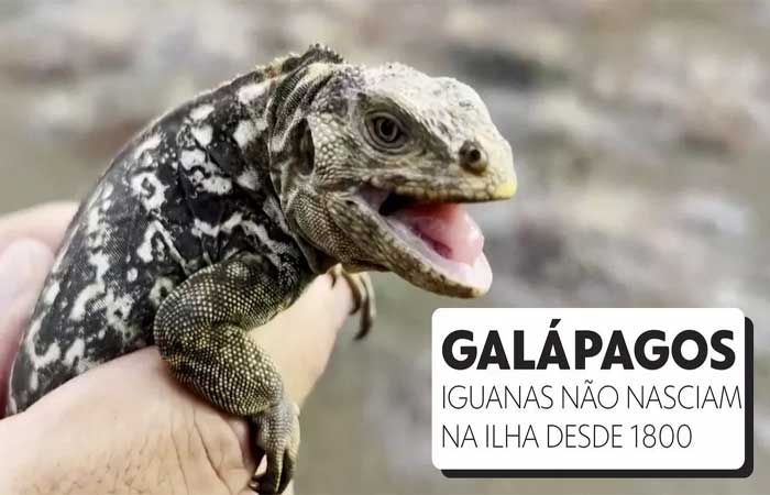 Iguanas nascem no arquipélago de Galápagos pela primeira vez em dois séculos