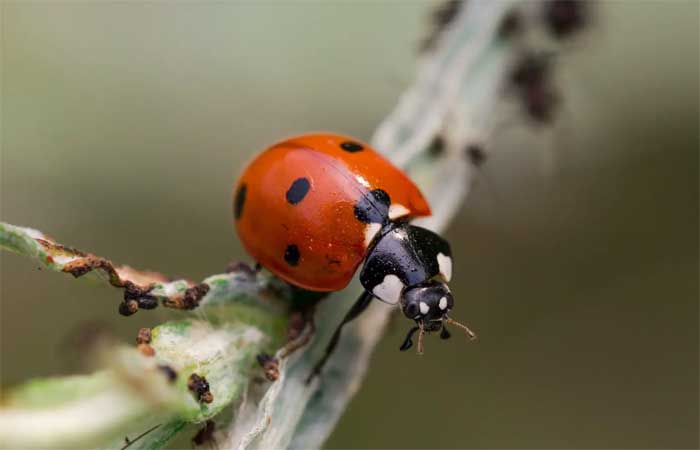 Entenda mais sobre espécies de insetos benéficos para o jardim e como eles podem ajudar