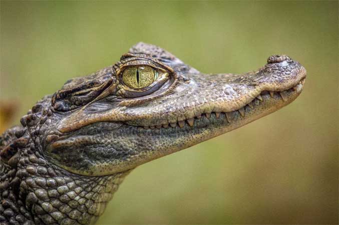 Extinção de crocodilos e jacarés pode ameaçar outros seres vivos