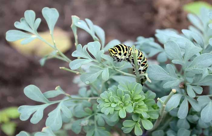 Aprenda truques naturais para acabar com as lagartas na horta