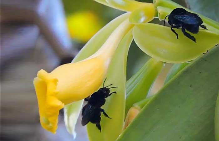 Várias espécies de animais participam da reprodução de orquídeas que produzem baunilha