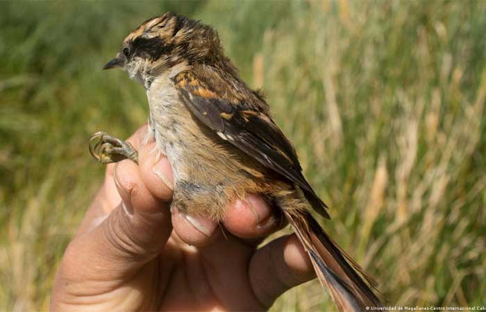 Descoberta nova espécie de ave no extremo sul da América