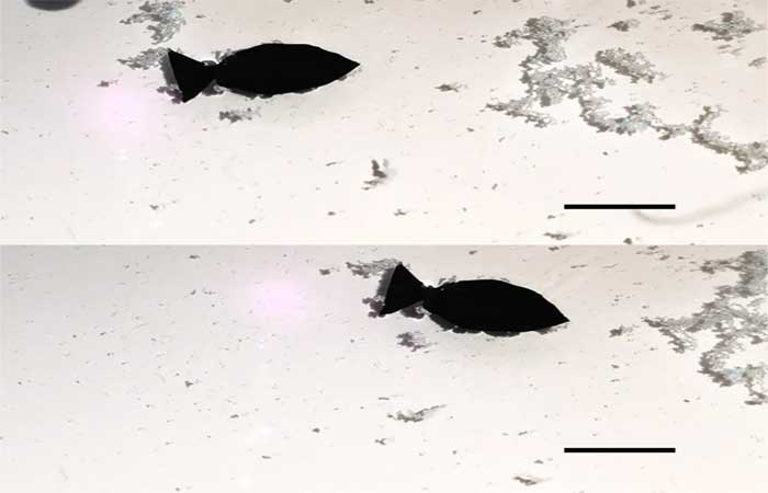 Cientistas criam peixe-robô orientado por meio de luz infravermelha que ‘engole’ microplásticos