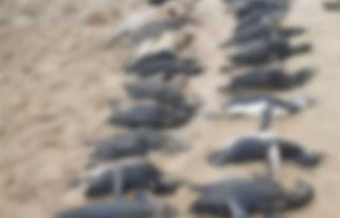 Ciclone extratropical mata quase 600 pinguins no Litoral de SC