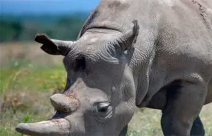 Relatório mostra que a caça de rinocerontes africanos diminuiu, mas ainda é grande ameaça à espécie