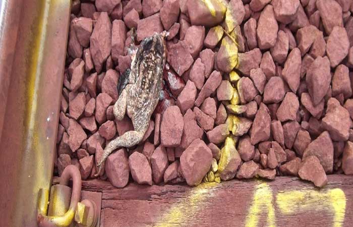 Atropelamento de animais em ferrovias: impacto ainda desconhecido no Brasil