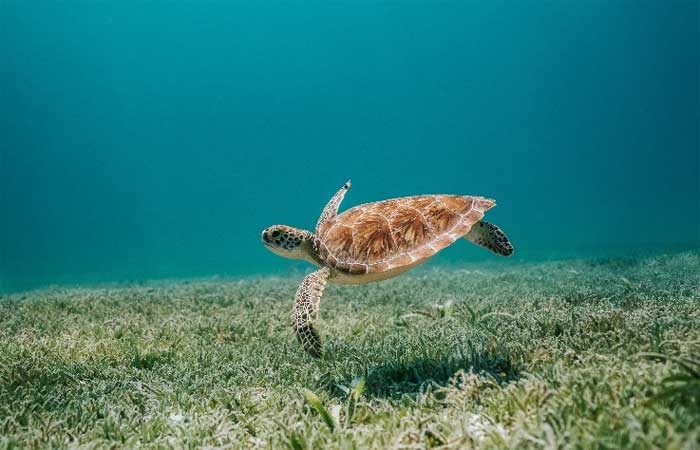 99% dos filhotes de tartaruga tem nascido fêmeas como resultado do aquecimento global