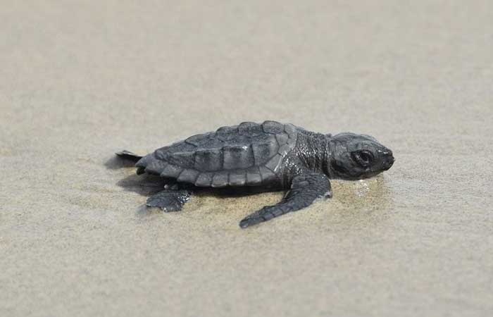 A menor das espécies de tartaruga marinha volta a se reproduzir após 75 anos em ilha
