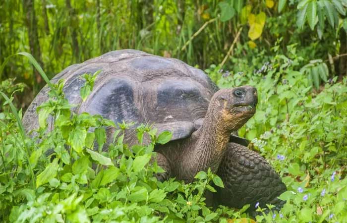 Equador investiga caça de 4 tartarugas-gigantes ameaçadas de extinção em Galápagos