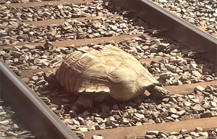 Tartaruga gigante nos trilhos paralisa tráfego de trens na Inglaterra