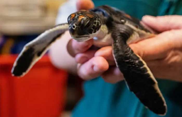 Filhote de tartaruga resgatado em praia na Austrália defecou plástico durante seis dias