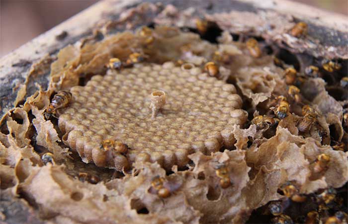 Pesquisadores e meliponicultores trabalham juntos para salvar abelha em risco de extinção