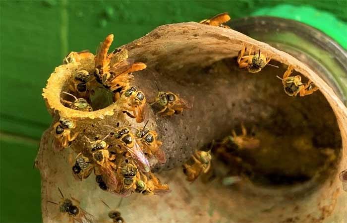 Conheça 5 curiosidades sobre as abelhas nativas sem ferrão