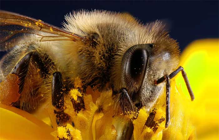 Arquitetas e dançarinas: as curiosidades mais incríveis sobre as abelhas