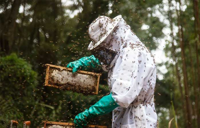 Pequenos produtores de mel do TO terão unidade de beneficiamento