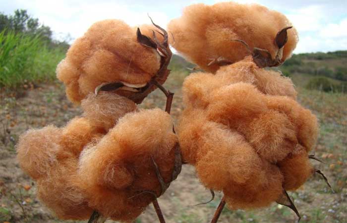 Produtos de algodão orgânico da Paraíba vão receber certificado europeu em Milão