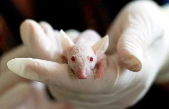 Teste de produtos de limpeza e cosmético em animais está proibido no Mato Grosso do Sul
