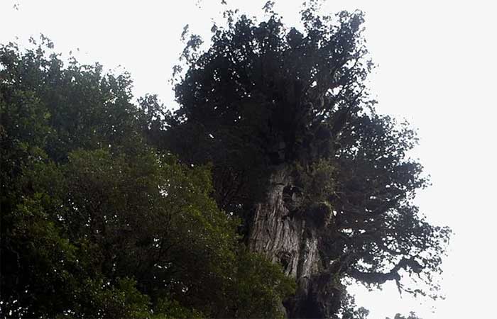 Árvore chilena pode ter 5 mil anos e ser mais antiga do mundo