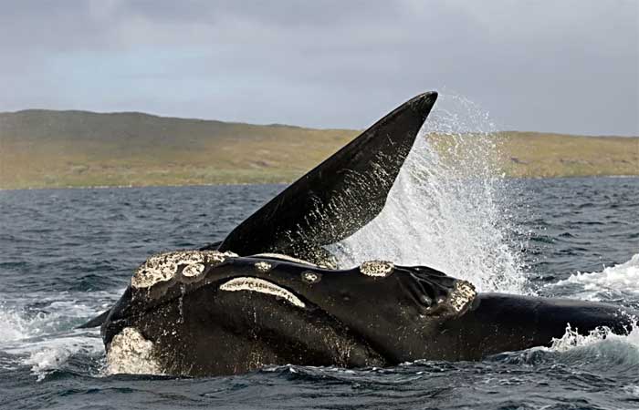 Baleias ameaçadas de extinção na Austrália estão parindo com menos frequência