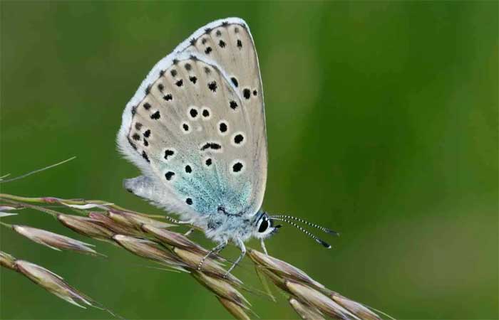 Declarada extinta, a grande borboleta azul está de volta em maior número do que nunca