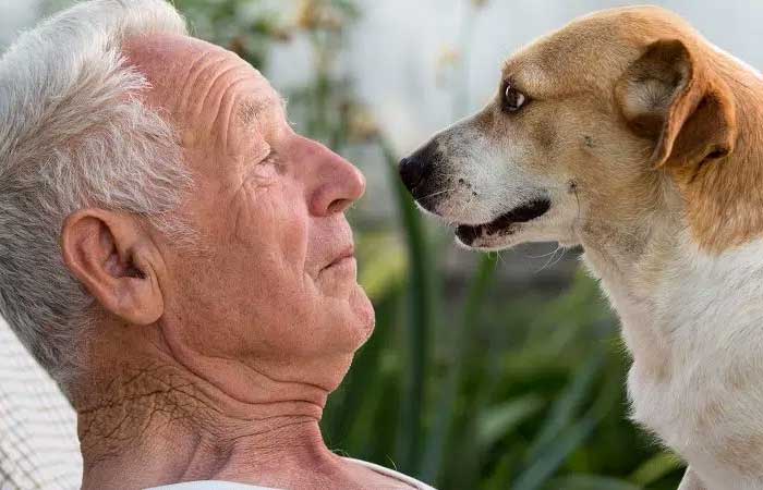 Alzheimer canino? Cachorros sedentários têm mais chances de ter demência