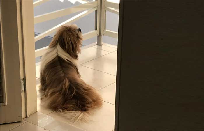 Eutanásia em cães: como saber que chegou a hora e lidar com a decisão