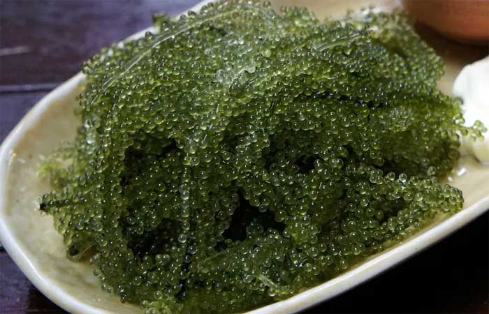 Alga marinha encontrada em regiões costeiras, uva-do-mar tem sabor salgado e rebenta na boca como caviar