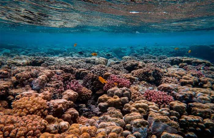 Cientistas franceses examinam a reação dos corais de água fria às mudanças climáticas