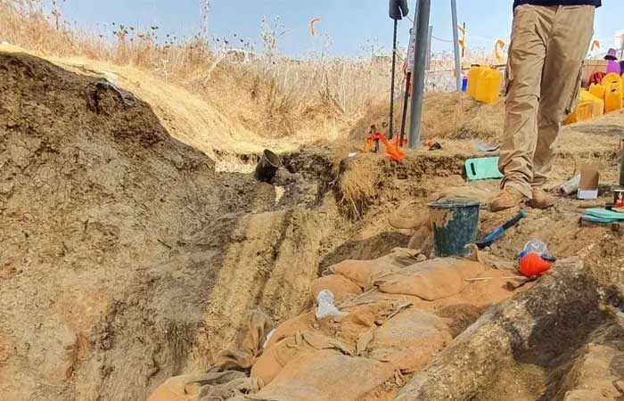 Enorme presa de elefante de meio milhão de anos é encontrada em Israel