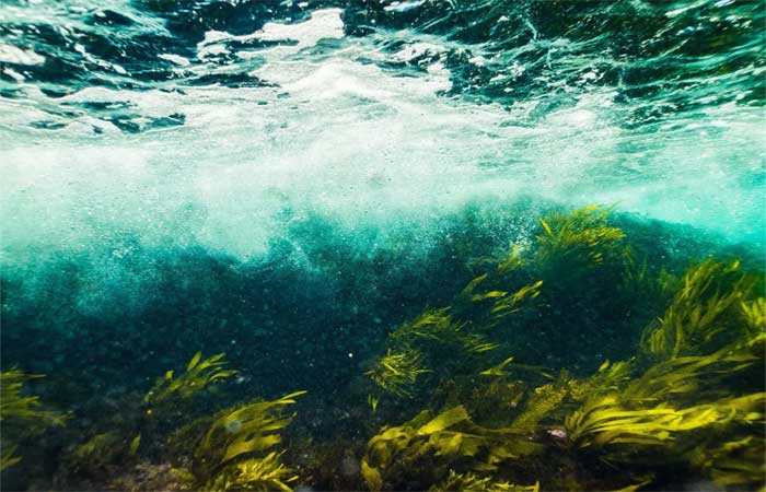 Florestas submarinas podem ser a solução para a crise climática, mas também sofrem de suas consequências
