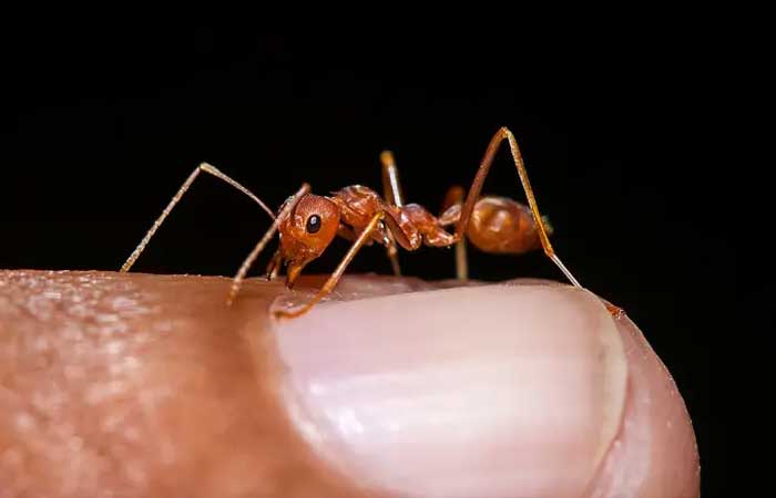 Quantas formigas existem no mundo? Novo estudo traz uma estimativa