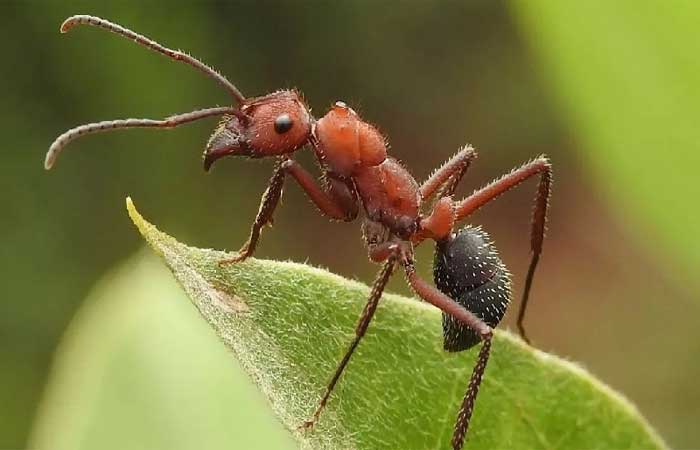 Formigas no lugar de pesticidas: pesquisadores brasileiros defendem uso de insetos para controle biológico nas lavouras