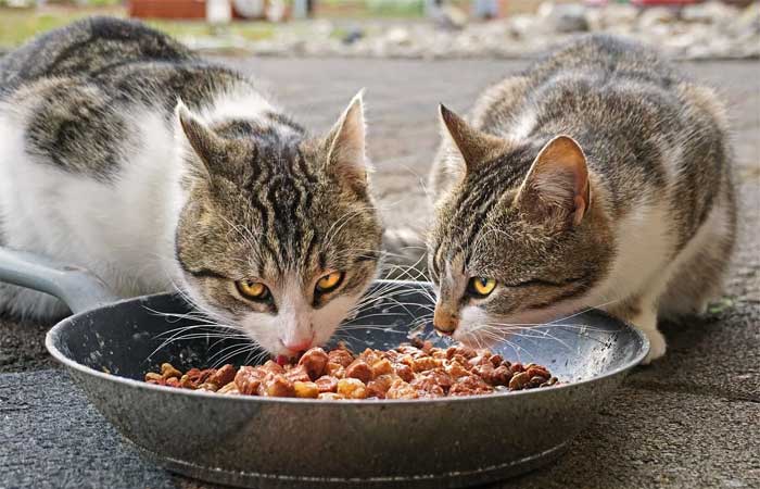 Quantas vezes os gatos devem comer por dia? Veterinários esclarecem