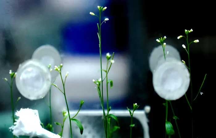 Sementes germinam em experimento na estação espacial chinesa Tiangong