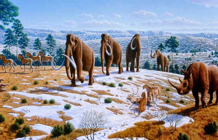 Reconstrução de hábitos alimentares de mamíferos na Era do Gelo revela crise na biodiversidade