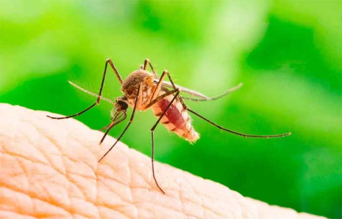 Conheça as plantas mais odiadas por mosquitos e que você deve ter em casa para afastá-los