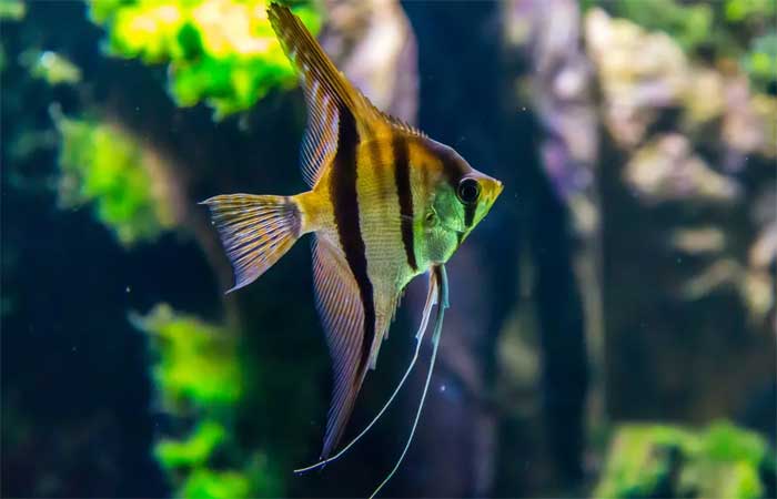 O que fazer se seu peixe nada contra vidro do aquário e dicas para evitar