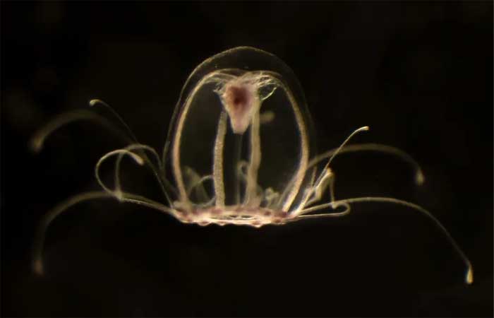 Pesquisadores decifram genoma de espécie “imortal” de água-viva