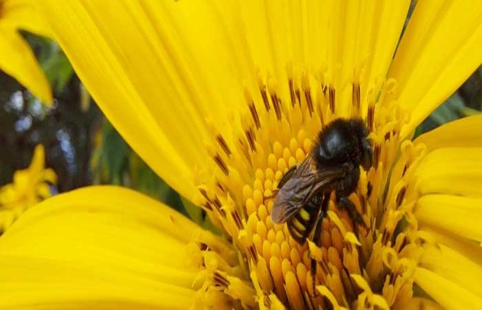 Startup desenvolve espumante com base no mel de abelhas nativas brasileiras