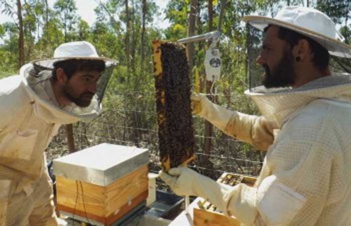 Experimento comprova que manejo adequado reduz significativamente a exposição de abelhas a inseticida