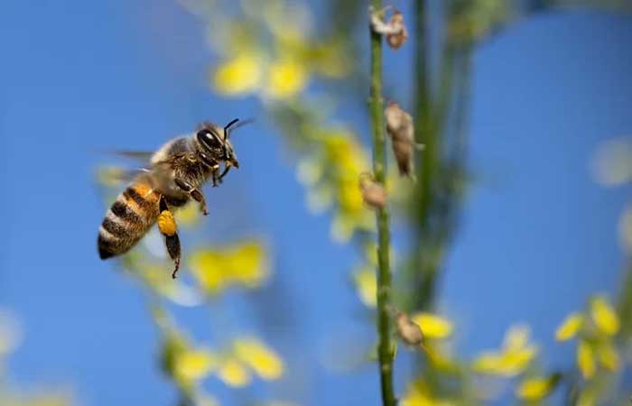 Deskbee fecha parceria com Bee or not to Be: ONG busca chamar atenção para a preservação das abelhas