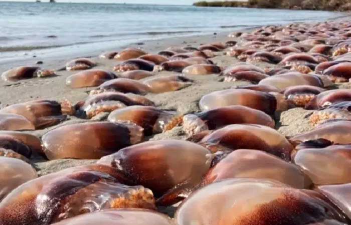 Milhares de águas-vivas “acampam” na areia de praia nos EUA