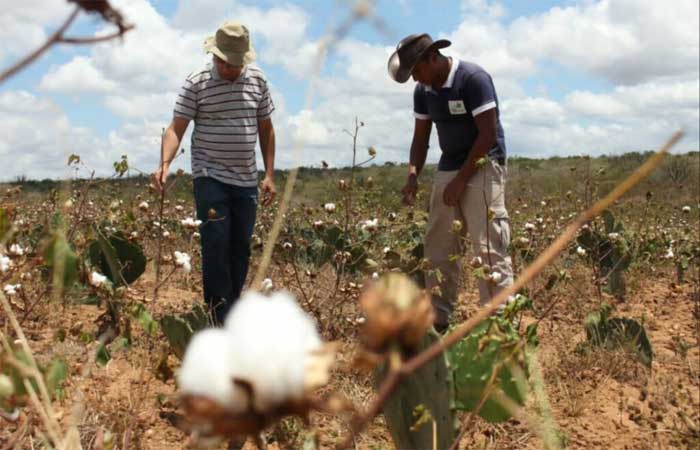 Campina Grande tem previsão de safra recorde de algodão orgânico