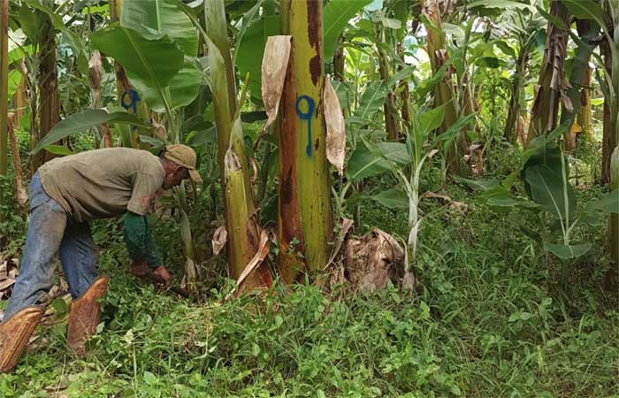 Um único fungo pode combater duas ameaças à produção de banana