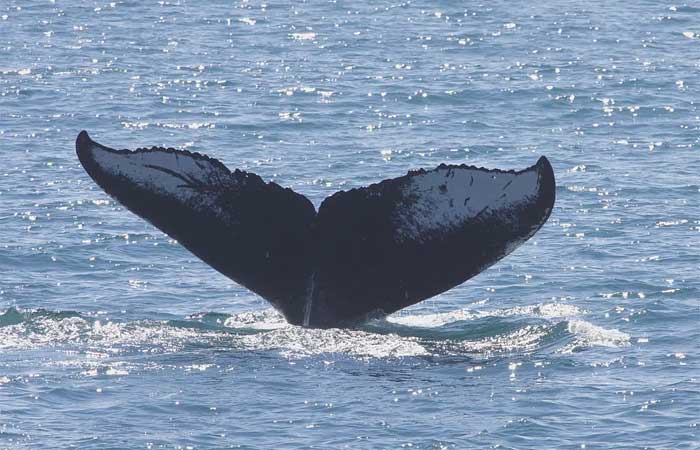 Cientistas buscam genes de resistência a antibióticos no borrifo de baleias