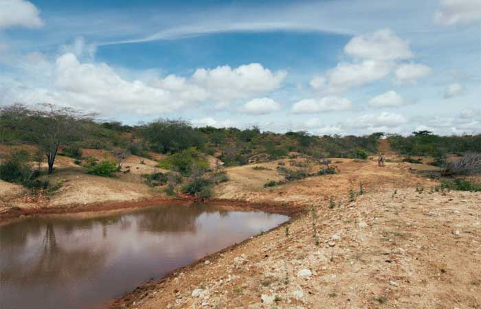 MapBiomas revela perda mais de 10% de vegetação nativa na Caatinga em 37 anos