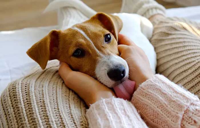A ciência confirma: carinho em cães melhora nosso bem-estar emocional