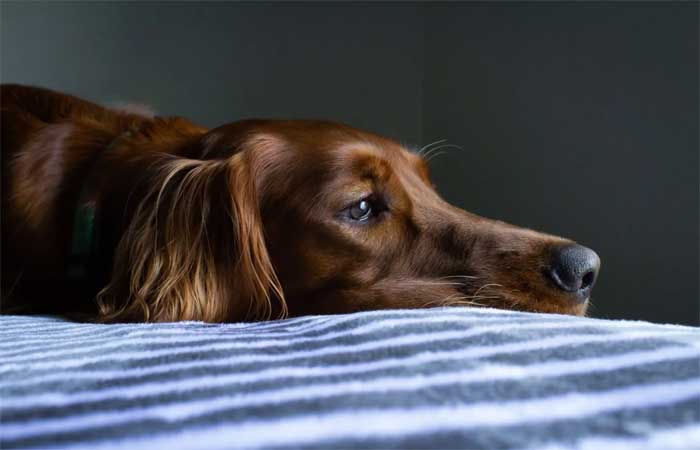 Depressão canina: entenda as manifestações e como lidar com a doença